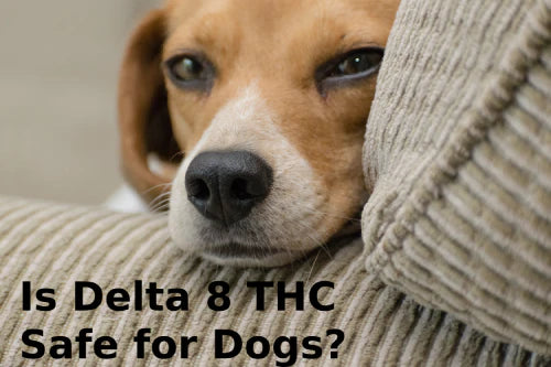 Is Delta 8 THC Safe for Dogs?